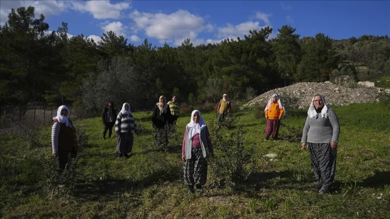Жінки півострова відродили свою природну спадщину - мастикове дерево