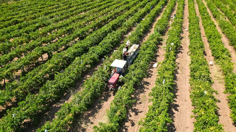 Dzisiaj rolnicy otrzymają około 17,4 miliarda lir w ramach dopłat rolniczych