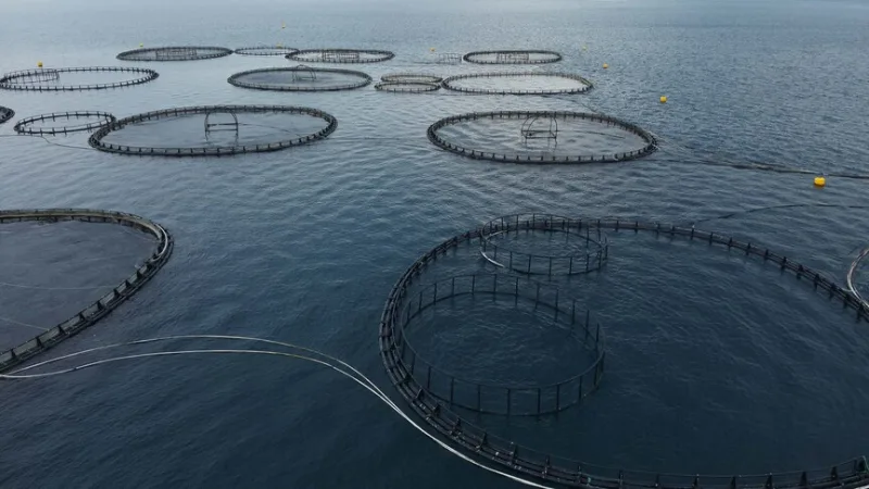 W pierwszym kwartale z prowincji Muğla wyeksportowano ryby o wartości 198 milionów dolarów